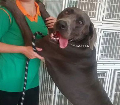 Dog