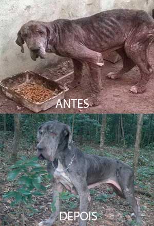 Dog 1