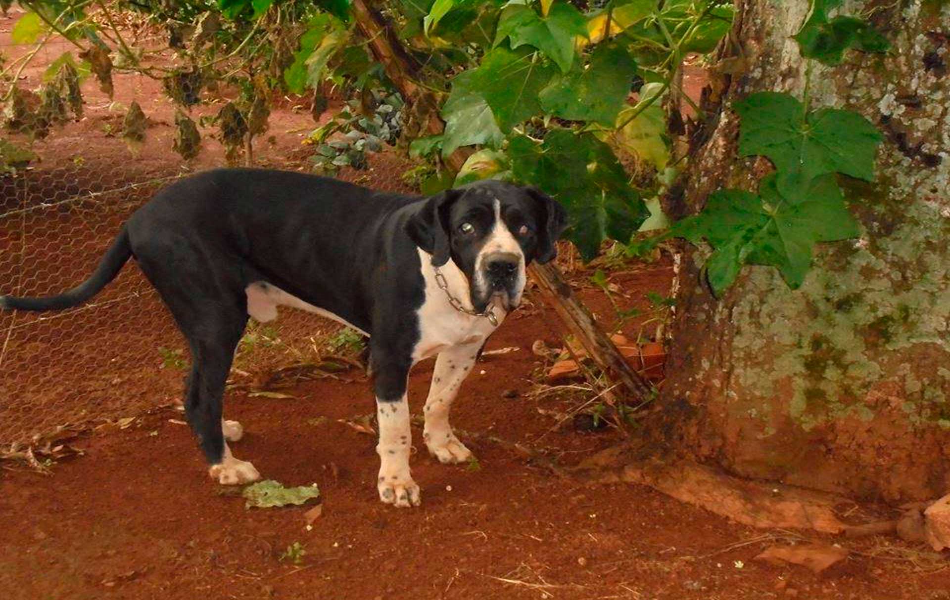 Dog